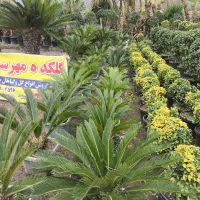 خرید و فروش انواع گل و گیاه فضای سبز