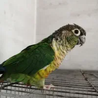 گرینچیک رام با قفس
