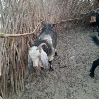 بزغاله گم شده|حیوانات|نیمروز, |دیوار