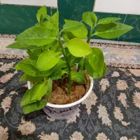 فروش گل طبیعی وزیبا