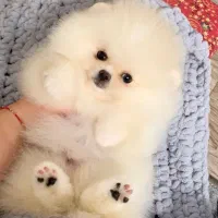 پامرکده سگ پامر خرسی اورجینال.پامرانین عروسکی