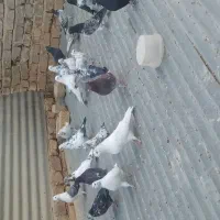 فروش کبوتر|پرنده|کویرات, |دیوار