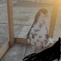 کفتر شهری نر