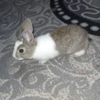 خرگوش