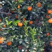 3 تن تامسون برگی سوپر با سایز حرفه ای