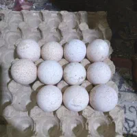 فروش بوقلمون تخم گذار