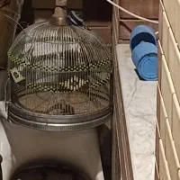 کبوتر پرنده سهره مرغ عشق