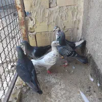کفتر بوم صید