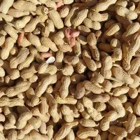 بادام زمینی