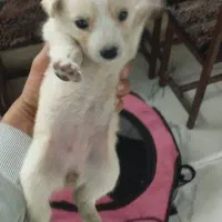 توله سگ پامر اشمیتز