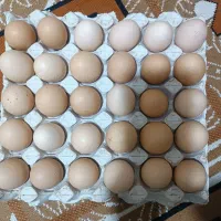 تخم مرغ محلی