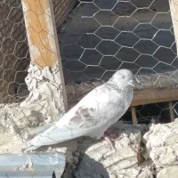 کبوتر جوجکه