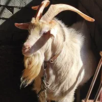 شیر بز سانن