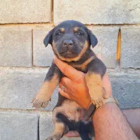 واگذاری سگ پاکوتاه