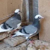 پلاکی و کبوتر