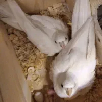 جفت طوطی سفید مولد