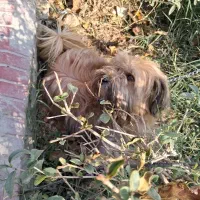 معاوضه سگ با پرنده|سگ|اصفهان, شهرک کاوه|دیوار