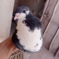 کبوتر|پرنده|بم, |دیوار