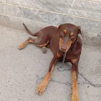 گمشده در حصارک شمالی به یابنده