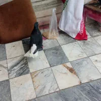 کبوتر