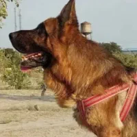 سگ ژرمن ماده اصیل فحل اصیل قیمت استثنایی