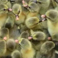 جوجه غازدورگه