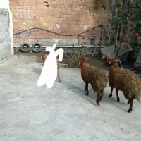 دو عدد گوسفند نر جوان