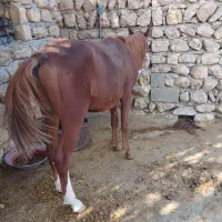اسب|اسب و تجهیزات اسبسواری|ایلام, |دیوار