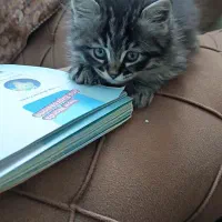 گربه میکس پرشین و هیمالین|گربه|مشهد, شهرک مهر آباد|دیوار