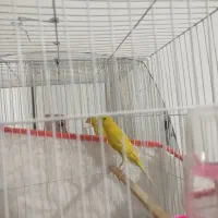 قناری رسمی بلند طلای نر اماده|پرنده|بجنورد, |دیوار