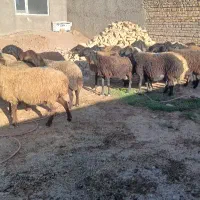 گوسفند شیشک همگی بره دار|حیوانات مزرعه|قزوین, |دیوار