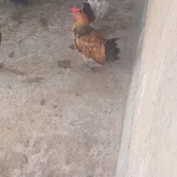 جوجه خروس|حیوانات مزرعه|شیراز, انجیره|دیوار