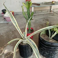 گل ها فروشی|گل و گیاه طبیعی|کنارک, |دیوار