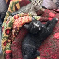 4تا بچه گربه با مامانشون|گربه|قم, تعویض پلاک|دیوار