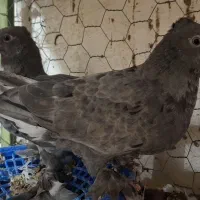 نوچه ۵ بنده|پرنده|بهبهان, |دیوار