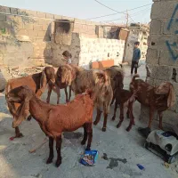 بز دسته جمعی|حیوانات مزرعه|بندر دیر, |دیوار