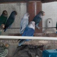 فروش عروس هلندی و طوطی برزیلی