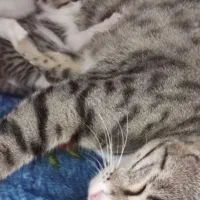 واگذاری چند تا گربه به صورت رایگان