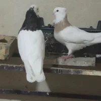 کبوترطوقی|پرنده|هرسین, |دیوار