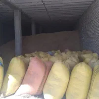 کاه سیاه دانه