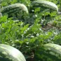 آبیار هندوانه