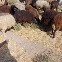 بره نروماده|حیوانات مزرعه|کاشان, مزرعه نواب|دیوار
