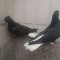 زاغ دم سفید