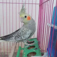 پرنده|پرنده|خان ببین, |دیوار