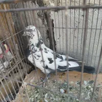 کبوتر|پرنده|تهران, ائمه اطهار|دیوار