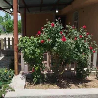 اجاره ویلا باغ|اجارهٔ کوتاه‌مدت ویلا و باغ|یاسوج, |دیوار