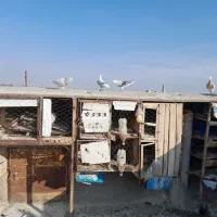 کبوتر تربت حیدریه