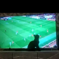 واگذاری گربه