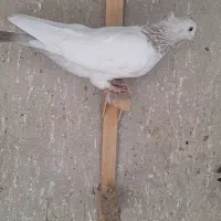 سینه سوسنی|پرنده|شیراز, حومه شیراز|دیوار
