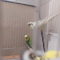 مرغ عشق|پرنده|مشهد, مشکینی (شهرک غرب)|دیوار